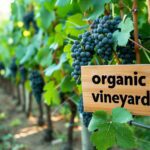 Les techniques de viticulture biologique influencent-elles le goût du vin?